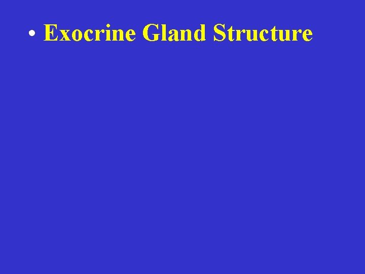  • Exocrine Gland Structure 