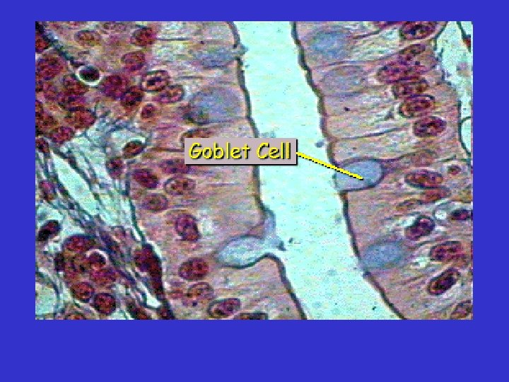  • Exocrine Gland Structure – Unicellular e. g. Goblet cell 