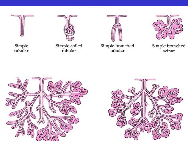  • Exocrine Gland Structure – Unicellular – Multicellular • Secretory sheets • Tubular