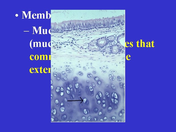  • Membranes – Mucous membranes (mucosa): line cavities that communicate with the exterior