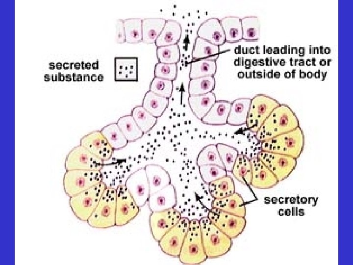  • Glands – Exocrine: secretion into a body cavity or onto a body