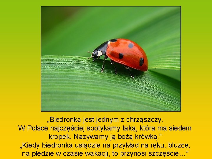 „Biedronka jest jednym z chrząszczy. W Polsce najczęściej spotykamy taką, która ma siedem kropek.