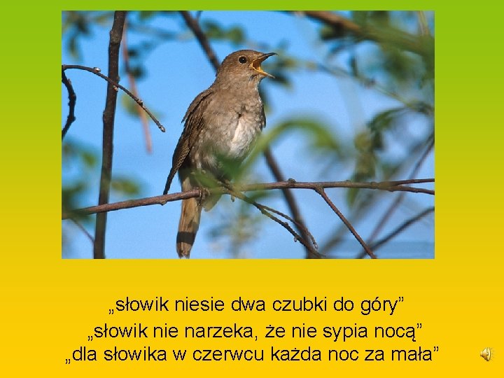  „słowik niesie dwa czubki do góry” „słowik nie narzeka, że nie sypia nocą”