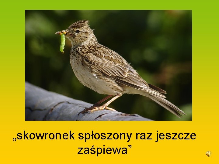 „skowronek spłoszony raz jeszcze zaśpiewa” 