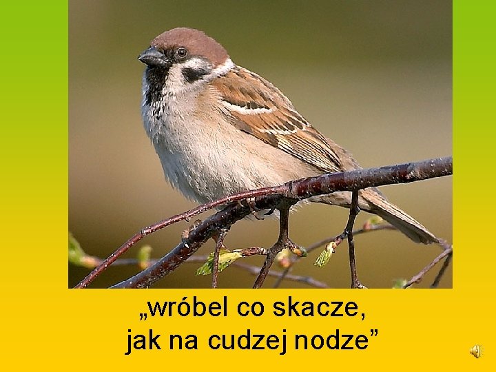 „wróbel co skacze, jak na cudzej nodze” 