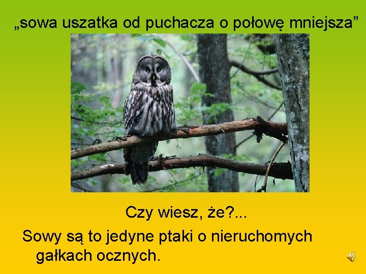 „sowa uszatka od puchacza o połowę mniejsza” Czy wiesz, że? . . . Sowy