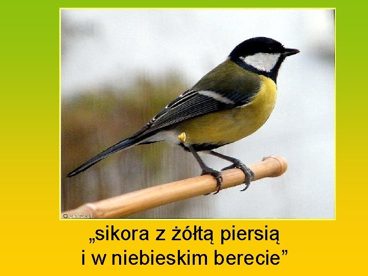 „sikora z żółtą piersią i w niebieskim berecie” 