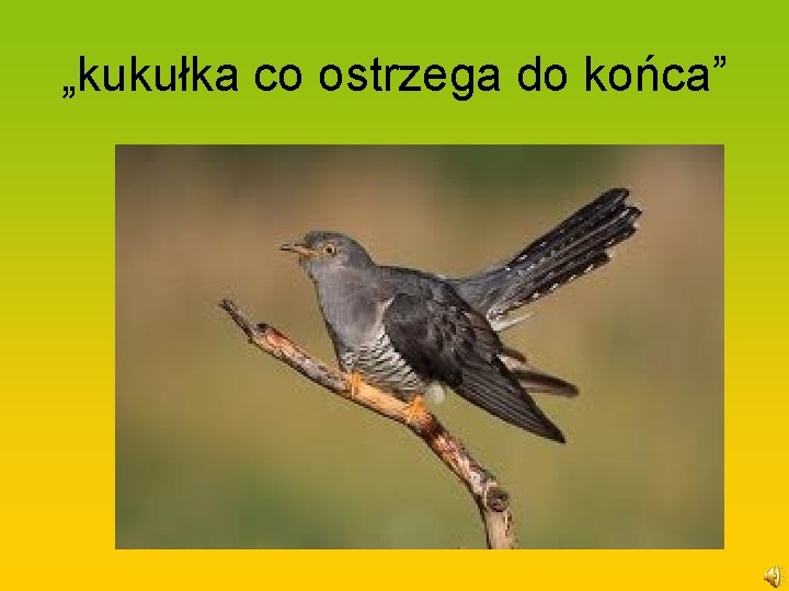 „kukułka co ostrzega do końca” 