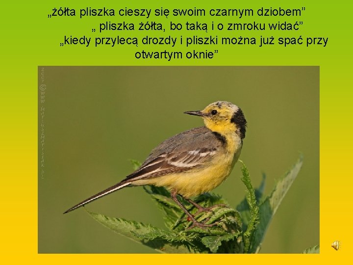 „żółta pliszka cieszy się swoim czarnym dziobem” „ pliszka żółta, bo taką i o