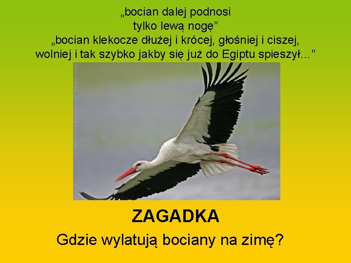 „bocian dalej podnosi tylko lewą nogę” „bocian klekocze dłużej i krócej, głośniej i ciszej,
