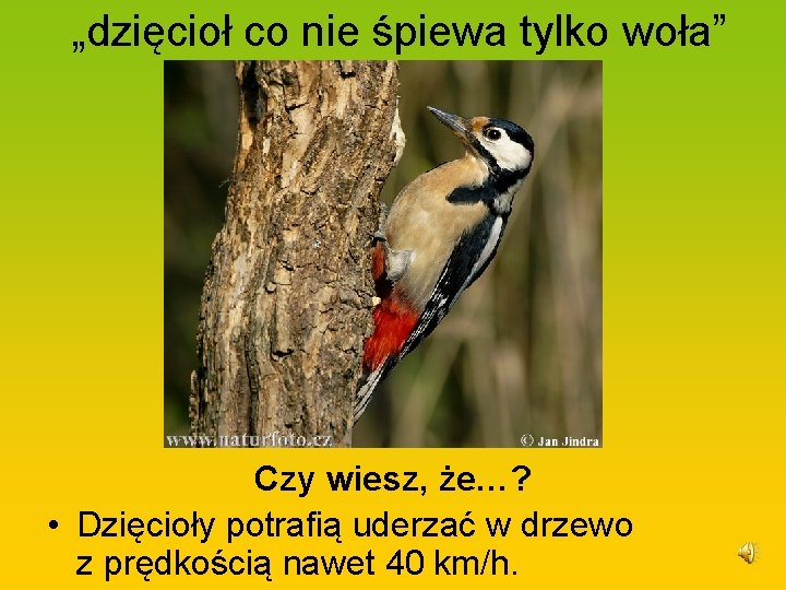  „dzięcioł co nie śpiewa tylko woła” Czy wiesz, że…? • Dzięcioły potrafią uderzać