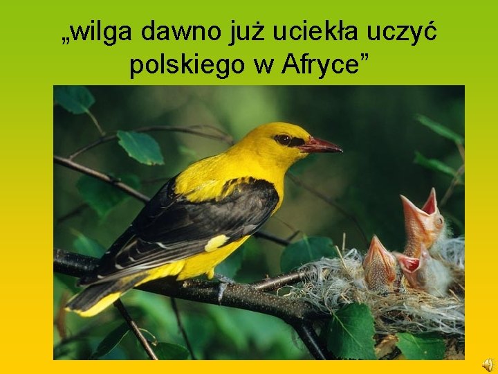 „wilga dawno już uciekła uczyć polskiego w Afryce” 