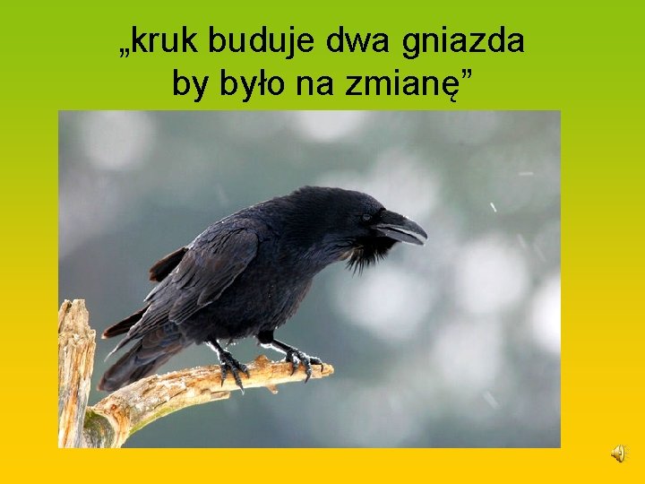 „kruk buduje dwa gniazda by było na zmianę” 