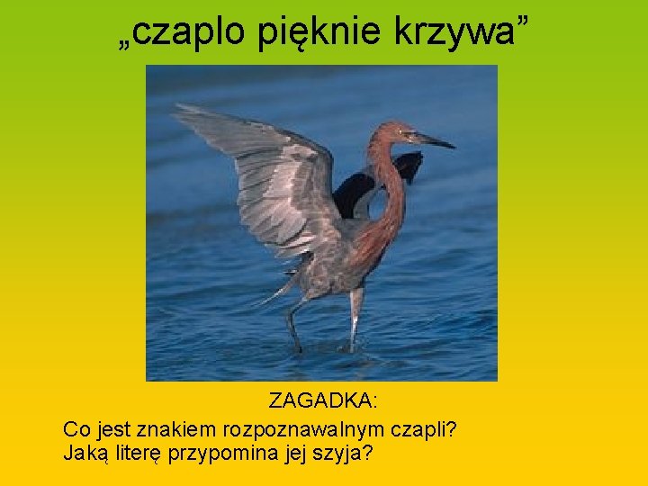 „czaplo pięknie krzywa” ZAGADKA: Co jest znakiem rozpoznawalnym czapli? Jaką literę przypomina jej szyja?