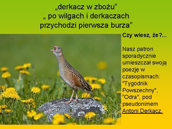 „derkacz w zbożu” „ po wilgach i derkaczach przychodzi pierwsza burza” Czy wiesz, że?