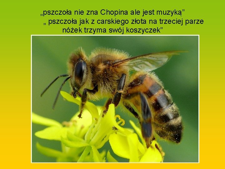 „pszczoła nie zna Chopina ale jest muzyką” „ pszczoła jak z carskiego złota na