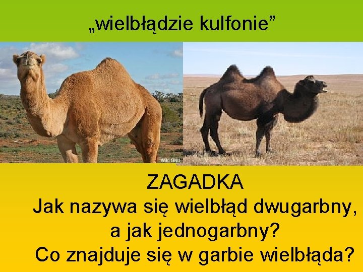 „wielbłądzie kulfonie” ZAGADKA Jak nazywa się wielbłąd dwugarbny, a jak jednogarbny? Co znajduje się