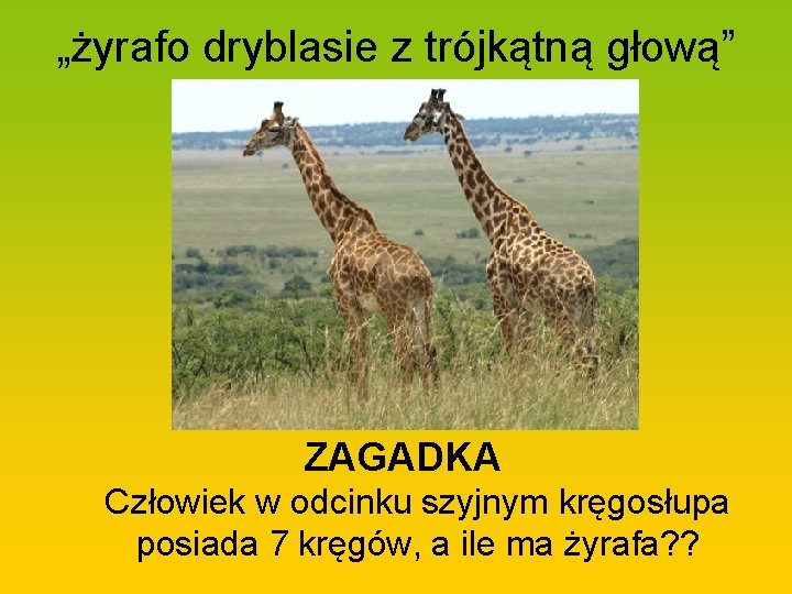 „żyrafo dryblasie z trójkątną głową” ZAGADKA Człowiek w odcinku szyjnym kręgosłupa posiada 7 kręgów,