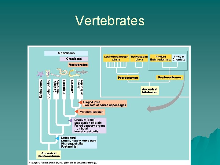 Vertebrates 