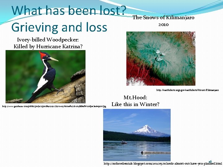 What has been lost? Grieving and loss The Snows of Kilimanjaro 2010 Ivory-billed Woodpecker: