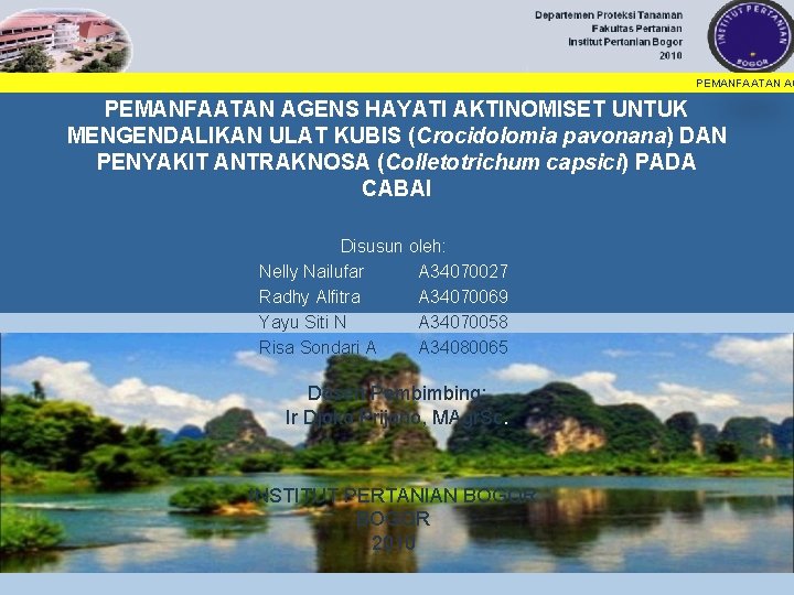 PEMANFAATAN AGENS HAYATI AKTINOMISET UNTUK MENGENDALIKAN ULAT KUBIS (Crocidolomia pavonana) DAN PENYAKIT ANTRAKNOSA (Colletotrichum