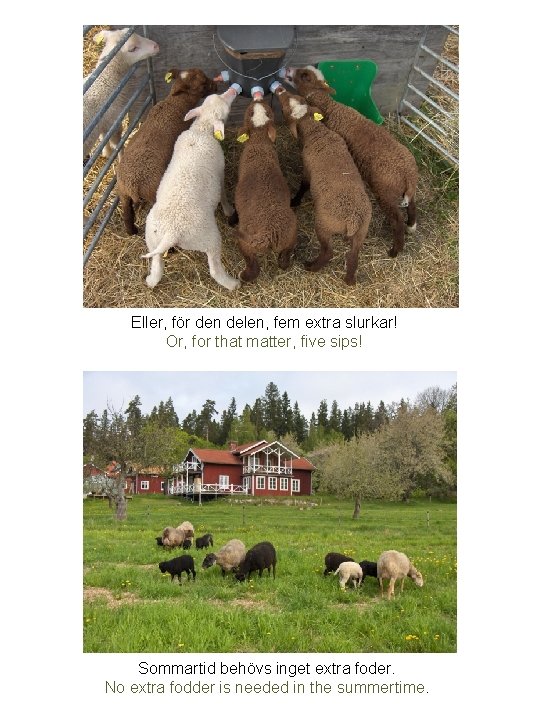 Eller, för den delen, fem extra slurkar! Or, for that matter, five sips! Sommartid