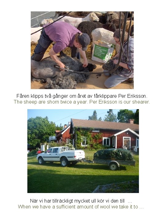 Fåren klipps två gånger om året av fårklippare Per Eriksson. The sheep are shorn