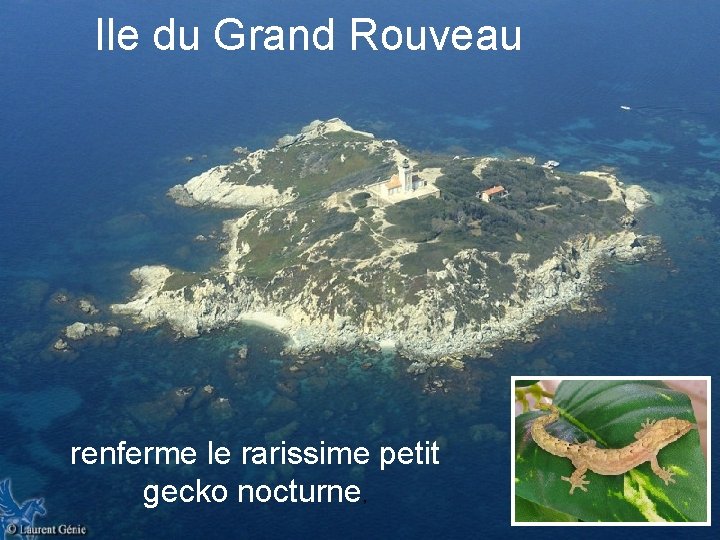 Ile du Grand Rouveau renferme le rarissime petit gecko nocturne, 