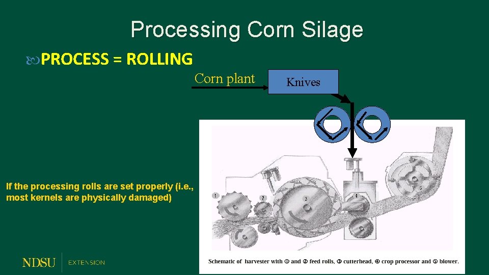 Processing Corn Silage PROCESS = ROLLING Corn plant If the processing rolls are set