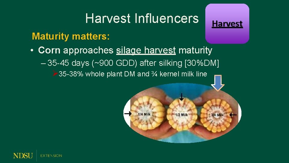 Harvest Influencers Harvest Maturity matters: • Corn approaches silage harvest maturity – 35 -45