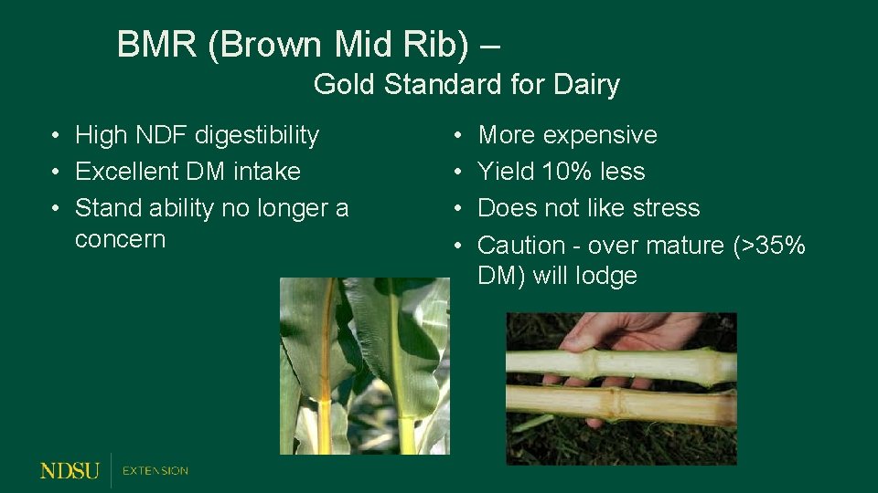 BMR (Brown Mid Rib) – Gold Standard for Dairy • High NDF digestibility •