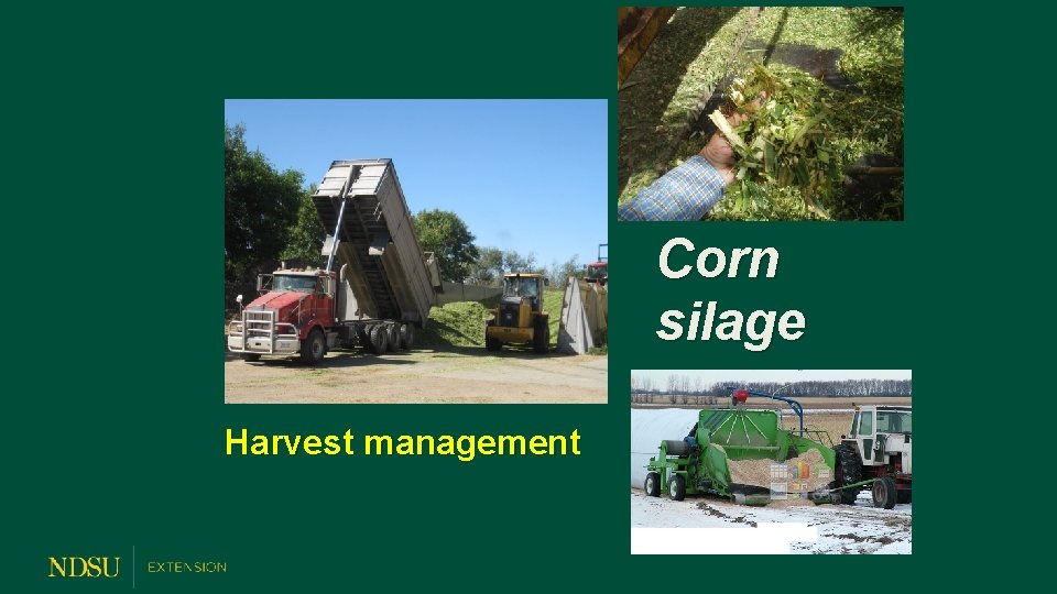 Corn silage Harvest management 