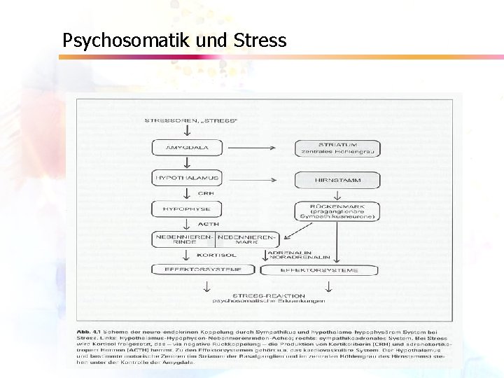 Psychosomatik und Stress 