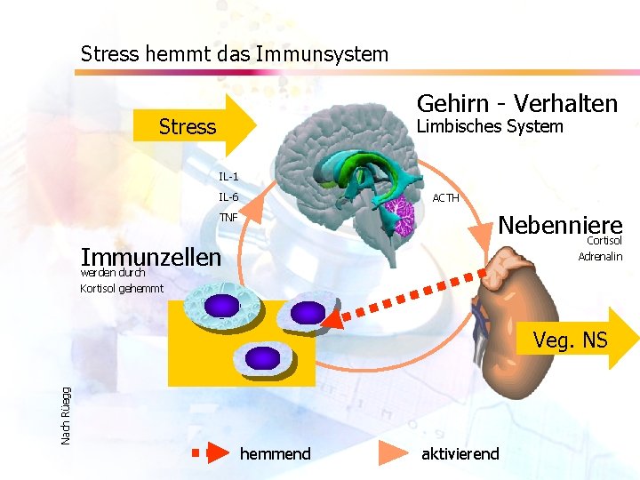 Stress hemmt das Immunsystem Gehirn - Verhalten Stress Limbisches System IL-1 IL-6 ACTH Nebenniere