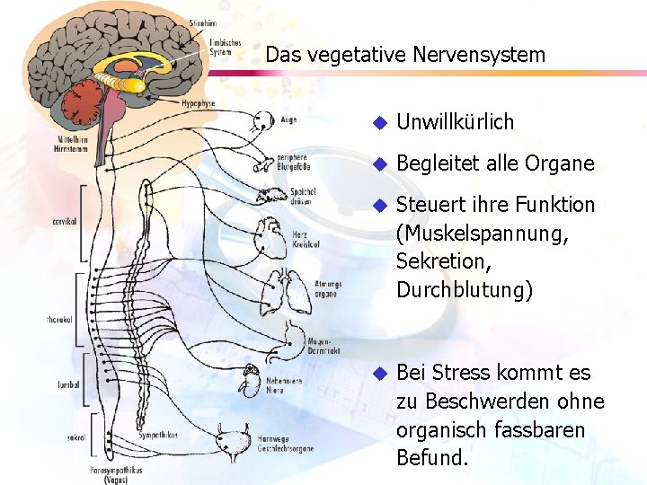 Das vegetative Nervensystem u Unwillkürlich u Begleitet alle Organe u Steuert ihre Funktion (Muskelspannung,