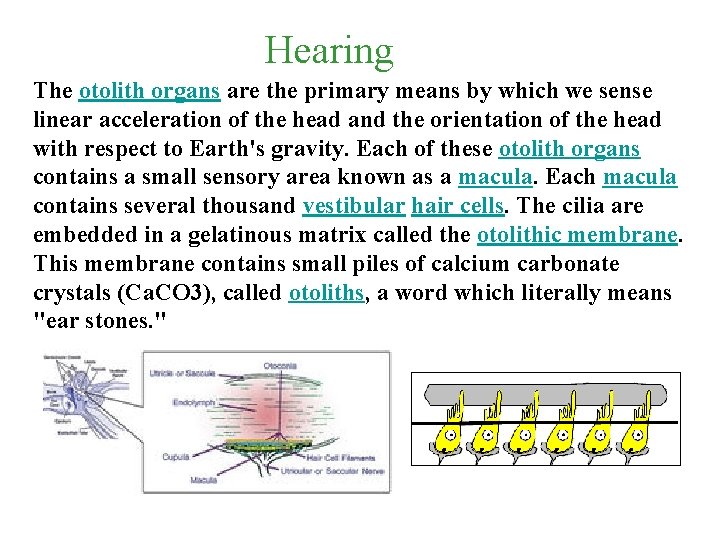 Hearing The otolith organs are the primary means by which we sense linear acceleration Hearing The otolith organs are the primary means by which we sense linear acceleration