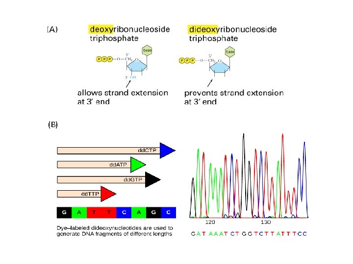 10_07_1_enzym. dideoxy. jpg (B) 