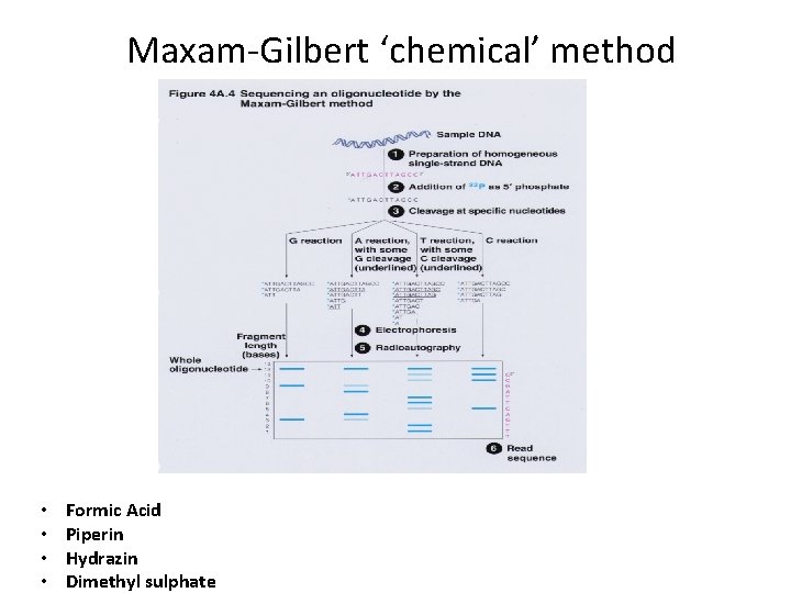 Maxam-Gilbert ‘chemical’ method • • Formic Acid Piperin Hydrazin Dimethyl sulphate 