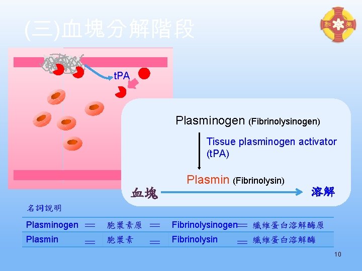 (三)血塊分解階段 t. PA Plasminogen (Fibrinolysinogen) Tissue plasminogen activator (t. PA) 血塊 Plasmin (Fibrinolysin) 溶解