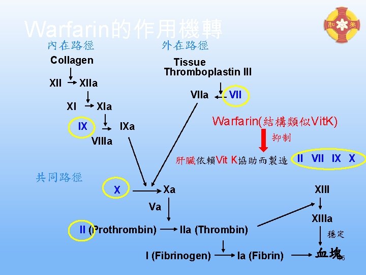 Warfarin的作用機轉 內在路徑 外在路徑 Collagen XII Tissue Thromboplastin III XIIa VIIa XI VII XIa IX