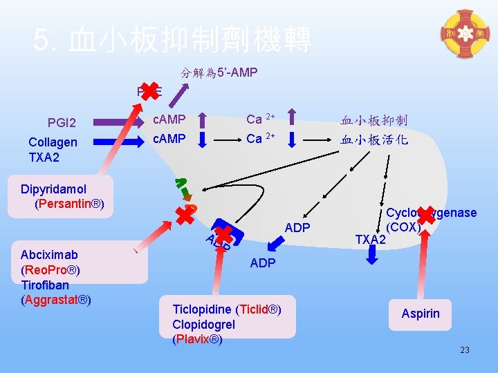 5. 血小板抑制劑機轉 分解為 5’-AMP PDE PGI 2 c. AMP Ca 2+ Collagen TXA 2