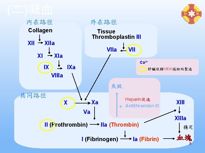 (二)凝血 內在路徑 外在路徑 Collagen XII Tissue Thromboplastin III XIIa VIIa XI VII XIa IX