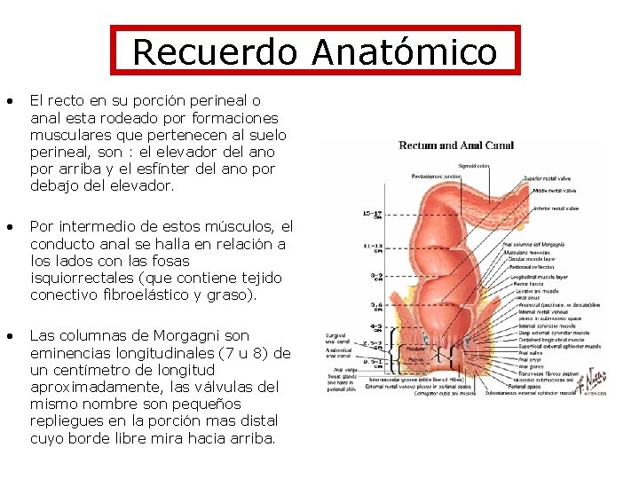 Recuerdo Anatómico • El recto en su porción perineal o anal esta rodeado por