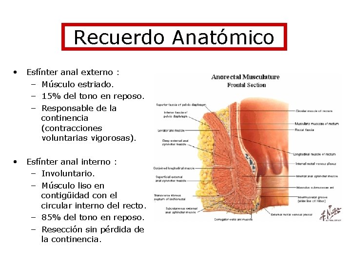 Recuerdo Anatómico • Esfínter anal externo : – Músculo estriado. – 15% del tono