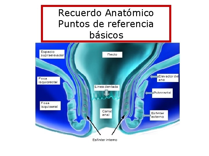 Recuerdo Anatómico Puntos de referencia básicos 