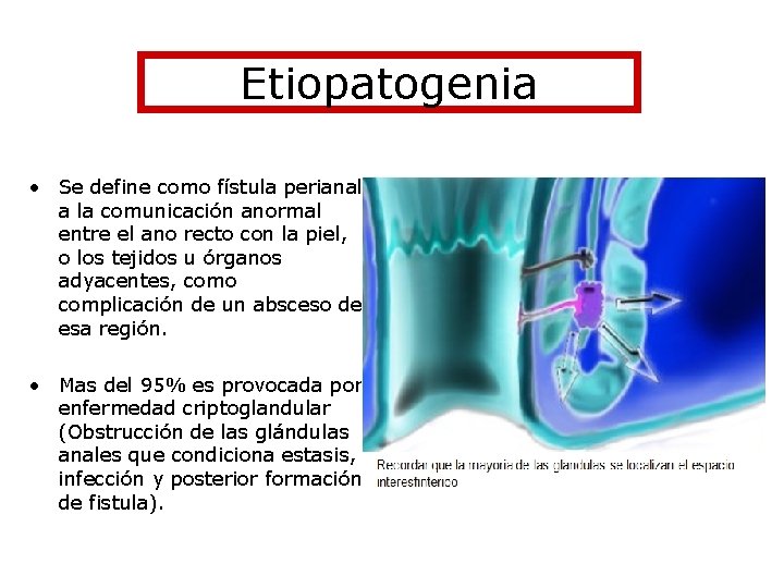 Etiopatogenia • Se define como fístula perianal a la comunicación anormal entre el ano