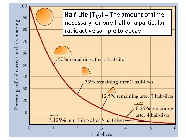 Half-Life (T 1/2) = The amount of time necessary for one-half of a particular