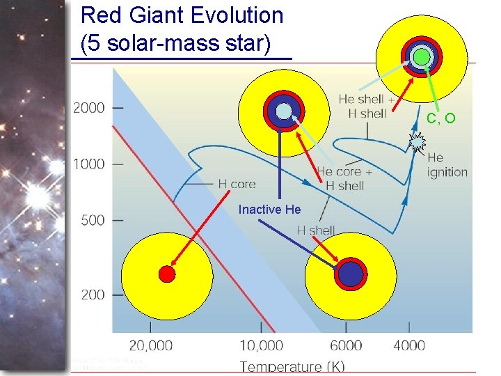 Red Giant Evolution (5 solar-mass star) C, O Inactive He 