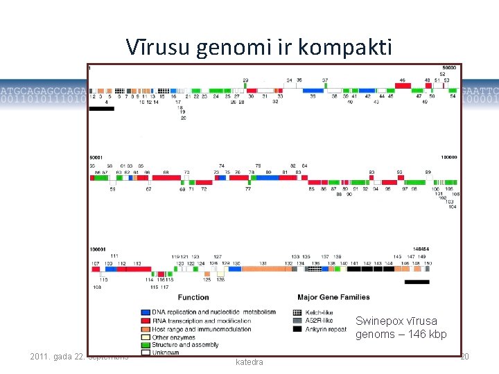 Vīrusu genomi ir kompakti Swinepox vīrusa genoms – 146 kbp 2011. gada 22. septembris