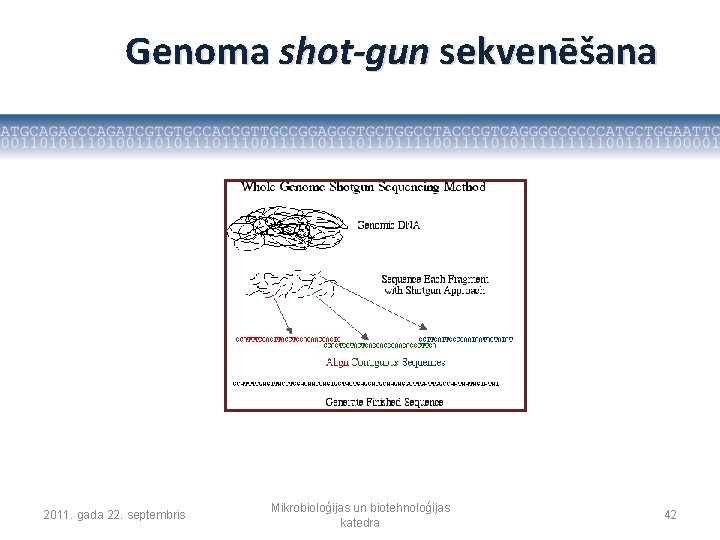 Genoma shot-gun sekvenēšana 2011. gada 22. septembris Mikrobioloģijas un biotehnoloģijas katedra 42 